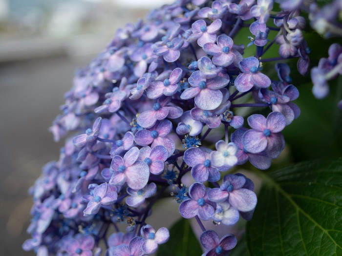 HD close-up of beautiful purple Hydrangea flowers