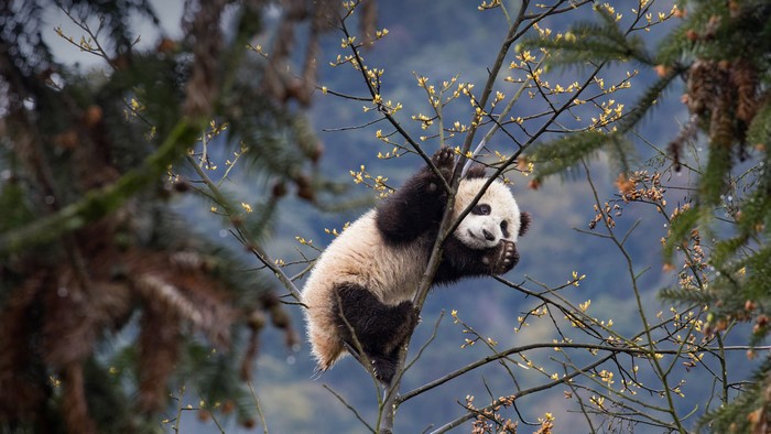 Adorable panda cub climbing a tree