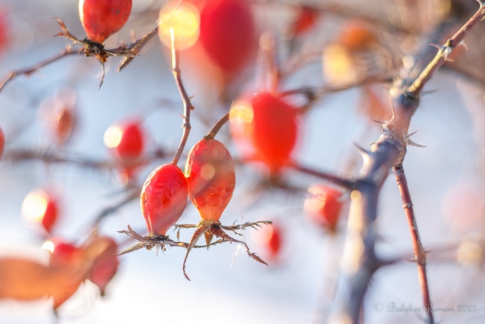 Close-up of bright red rose hips on thorny branches