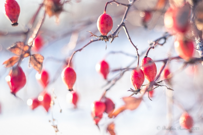 Close-up of vibrant red rose hips
