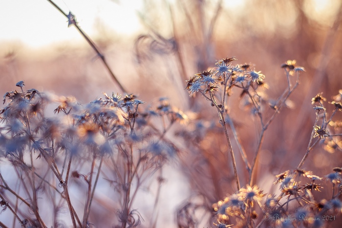 Delicate dried plants glowing in warm winter light