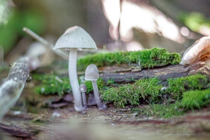 Mushrooms on a mossy log in the forest