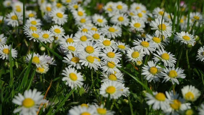 Sunny field of white Marguerite daisies