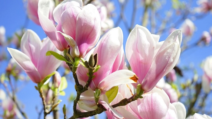 Pink and white Magnolia flowers against blue sky