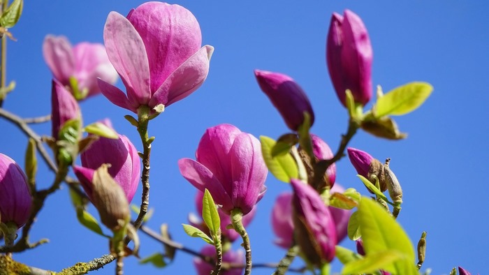 Pink Magnolia Flowers Against Blue Sky