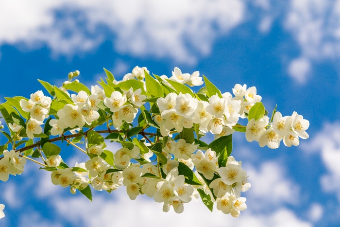 White jasmine blossoms under blue sky