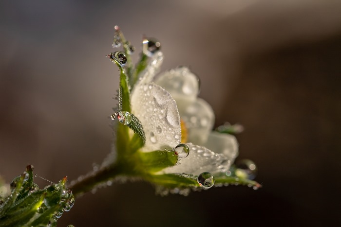 Dew drops on a white flower in nature