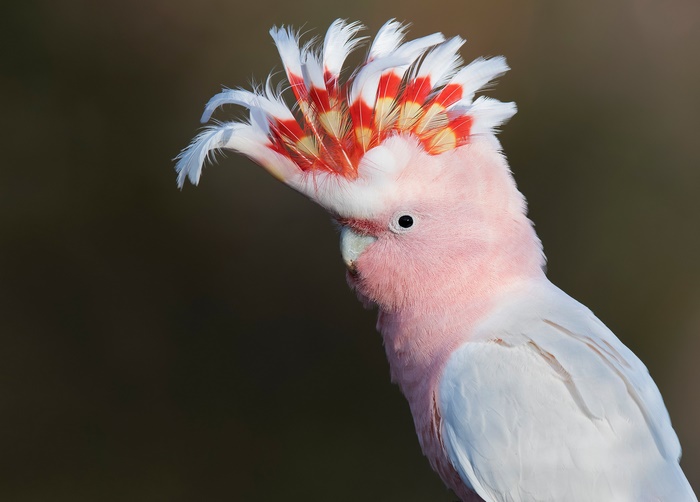 Major Mitchell's Cockatoo with vibrant crest