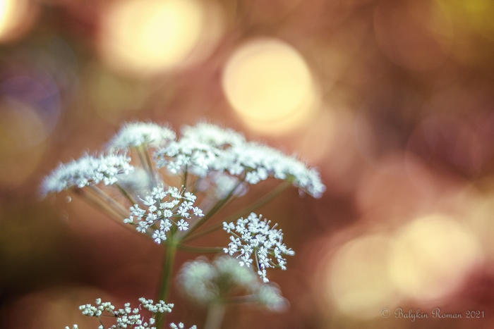 Delicate white flower with bokeh background