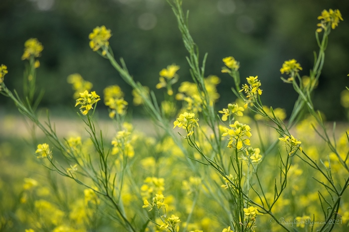 Field of yellow flowers in soft focus