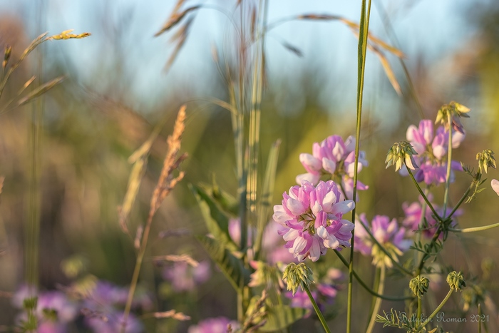 Close-up of pink crown vetch flowers in a field