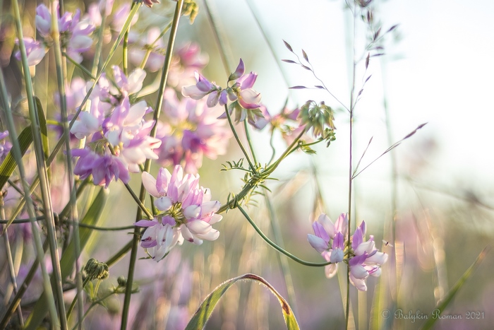 Close-up of pink and white flowers in soft sunlight