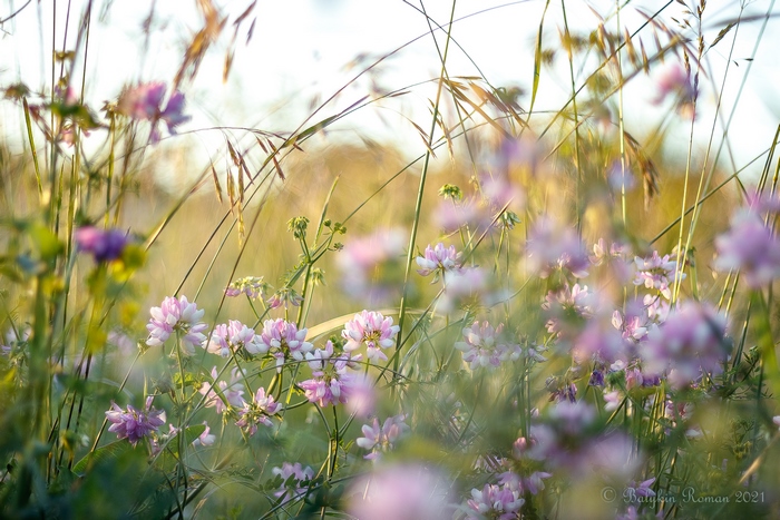 Soft focus pink flowers in tall grass at sunset