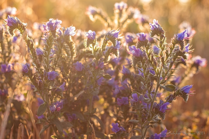 Purple flowers in golden hour sunlight