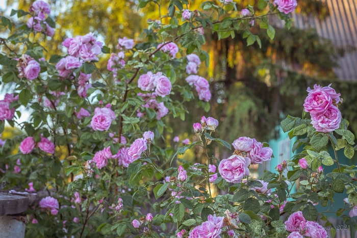 Pink rose bush in bloom