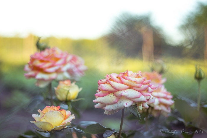 Close-up of pink and yellow roses in a garden