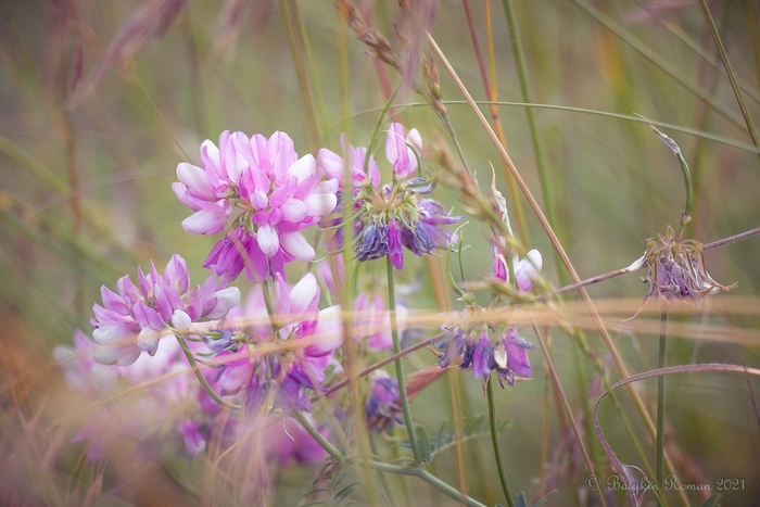 Pink and purple wildflowers in tall grass