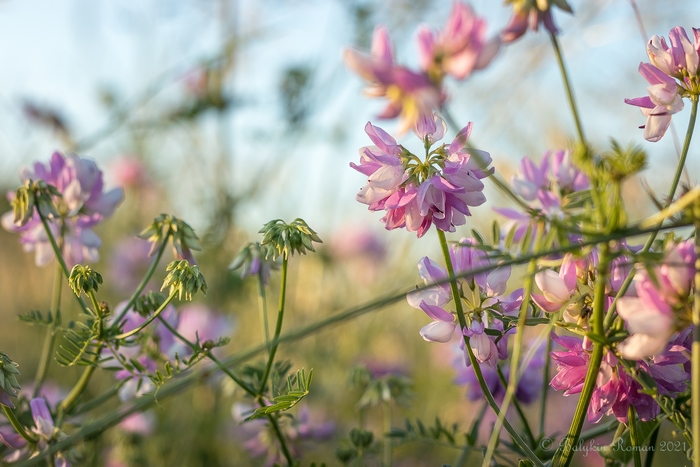 Close-up of pink and purple flowers in soft sunlight