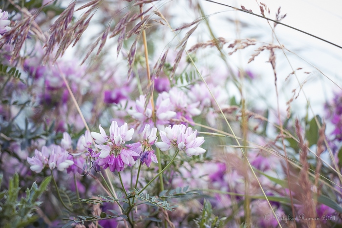 Close-up of purple and white flowers with tall grass