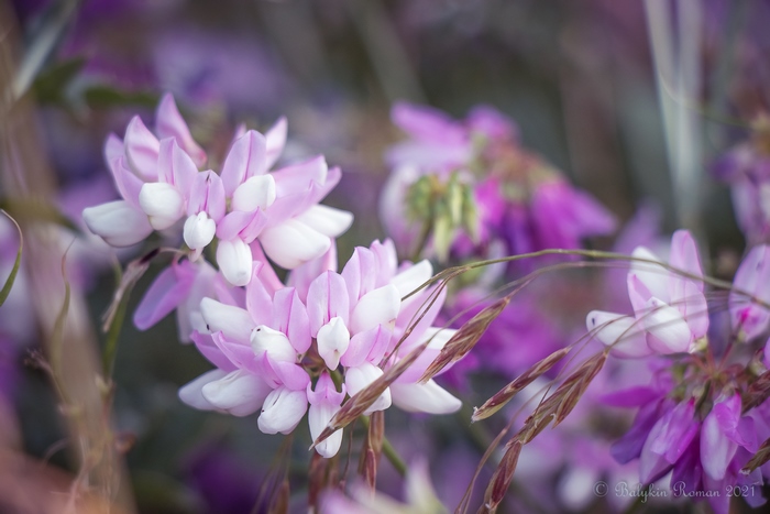 Close-up of pink and white flowers with purple background