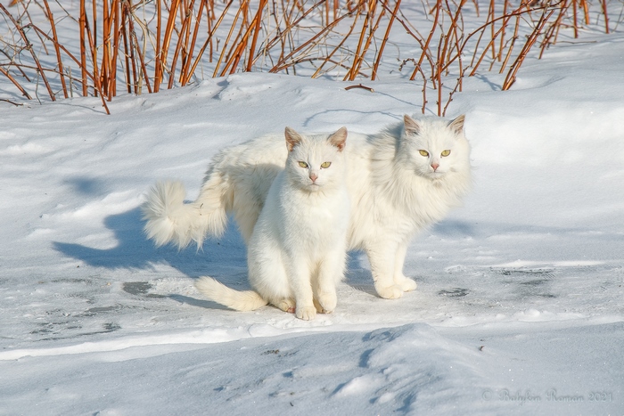 Two white cats in the snow
