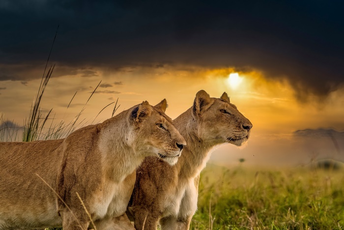 Two lionesses in the savanna at sunset