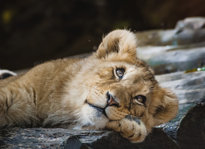 Cute lion cub resting on a log