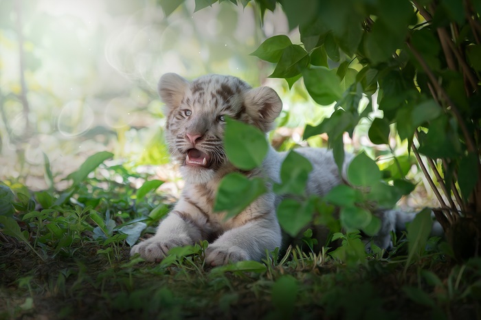 Cute white tiger cub peeking through green leaves