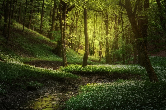 Enchanted Forest Path with Wildflowers