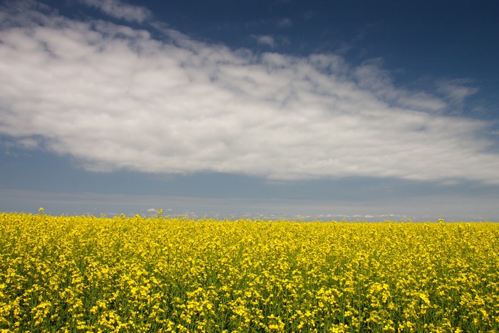 Vast field of yellow rapeseed flowers under a cloudy sky