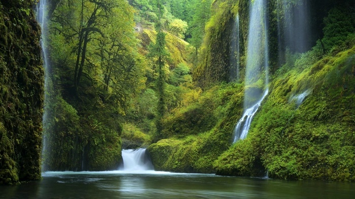 Lush green waterfall in a forest
