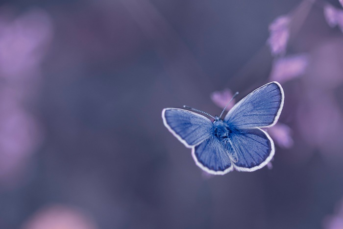 Close-up of a blue butterfly on a purple background