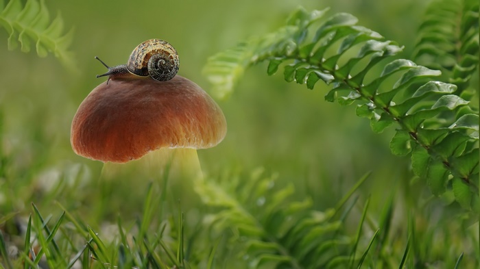 Snail on a mushroom with ferns