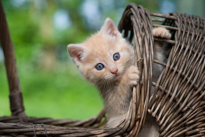 Cute kitten peeking out of a basket