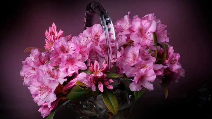 Pink Rhododendron Flowers in a Crystal Basket