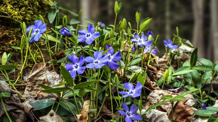 Blue periwinkle flowers in a forest setting