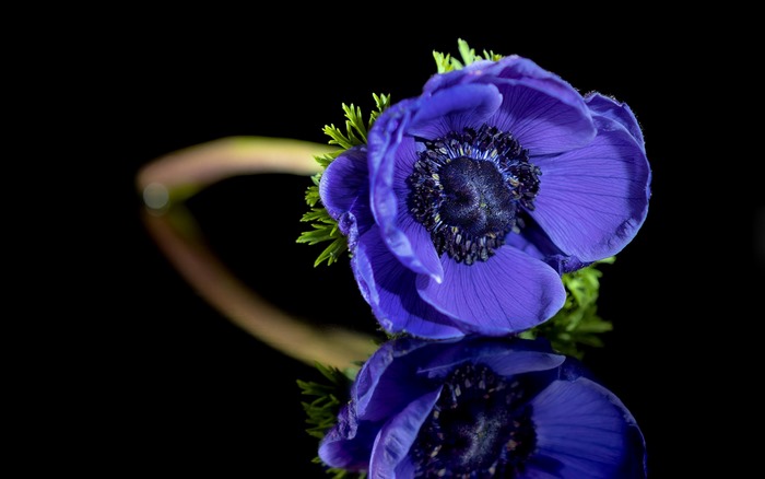 Blue Anemone flower with reflection on black background