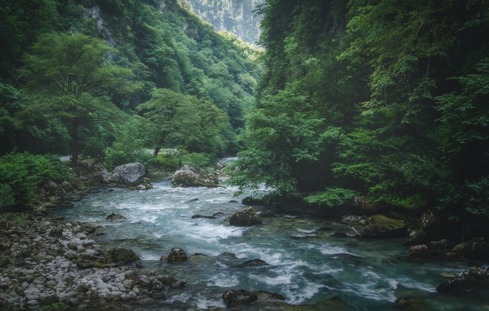 Rushing river through a lush green forest