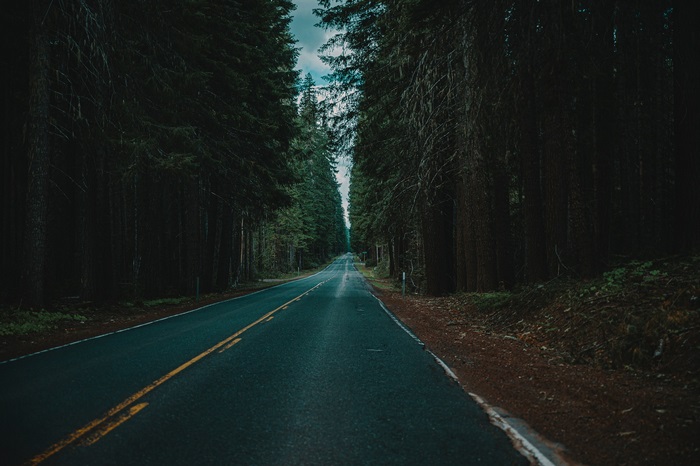 Road through a dark, dense forest