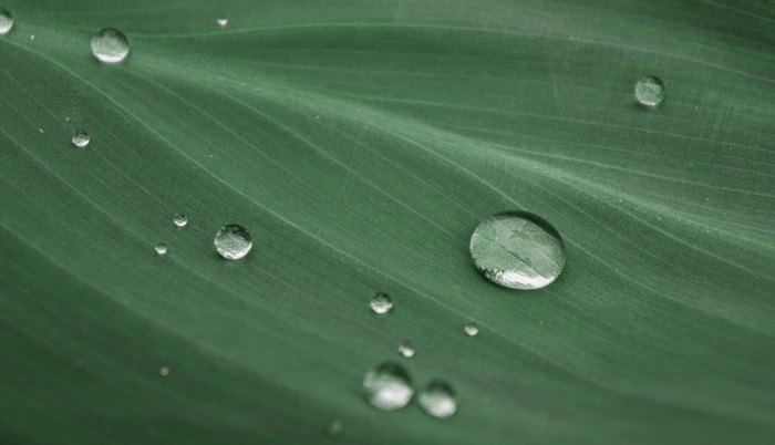 Water drops on a green leaf