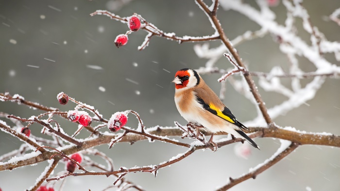 Goldfinch perched on a snow-covered branch with berries