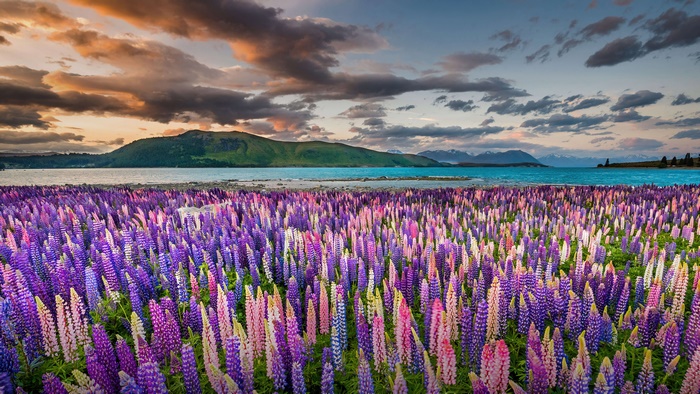 Field of Lupine Flowers by Lake Tekapo, New Zealand 4K
