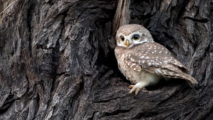 Spotted owlet perched on a tree trunk