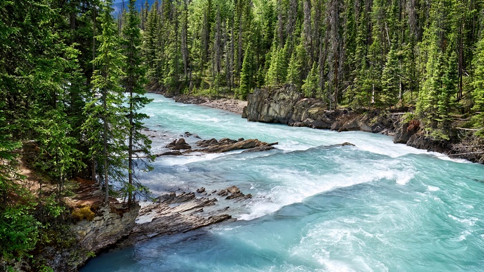 Turquoise river flowing through a pine forest