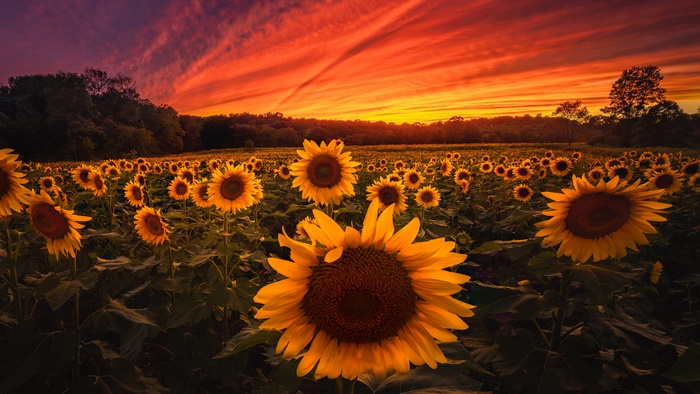 Sunflower Field at Sunset 4K