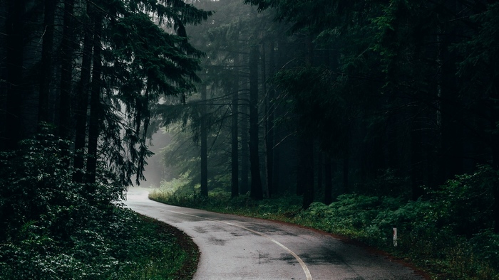 Winding road through a dark, misty forest