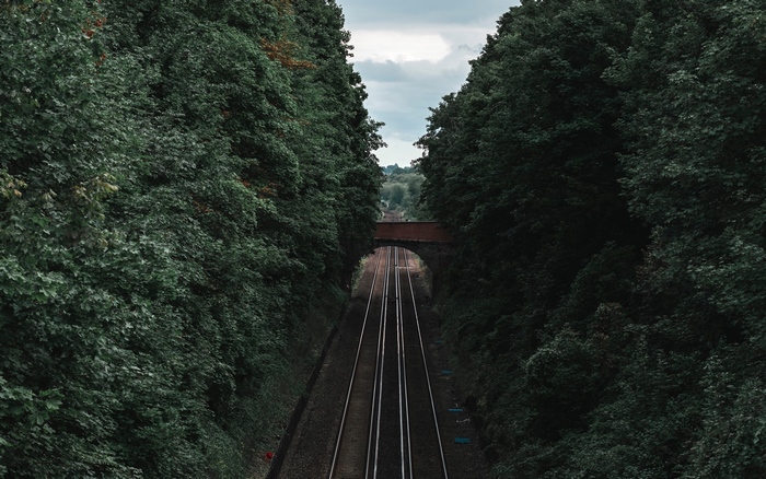 Train tracks through a lush green forest under a bridge
