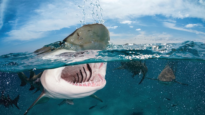 Bull Shark Underwater 4K