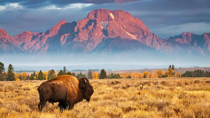 Bison in Grand Teton National Park 4K