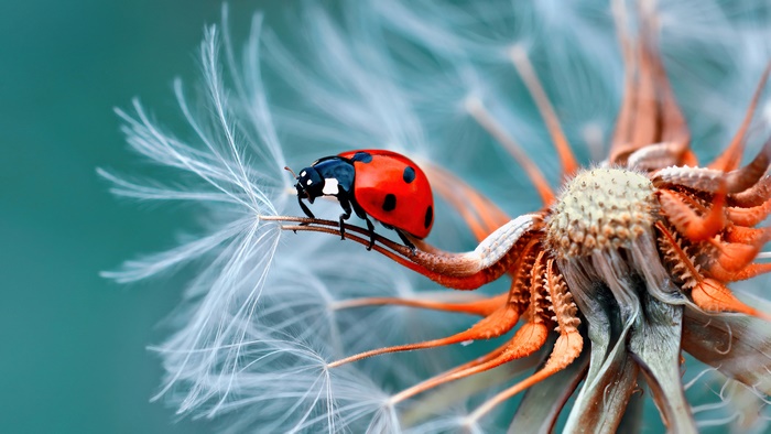 Ladybug on a Dandelion Seed Head 4K